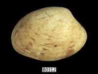 藏品(簾蛤)的圖片